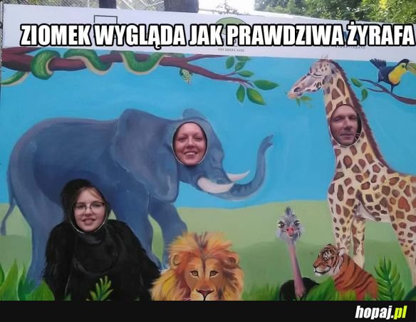 Żyrafa jak malowana