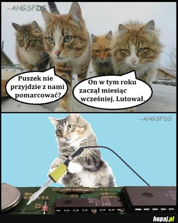 Puszek nie marnuje , lutuje