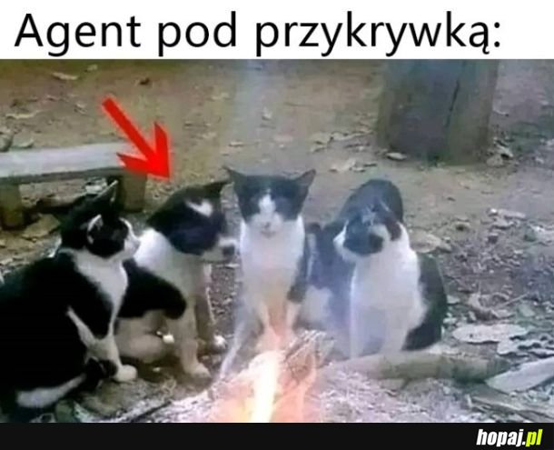Agent