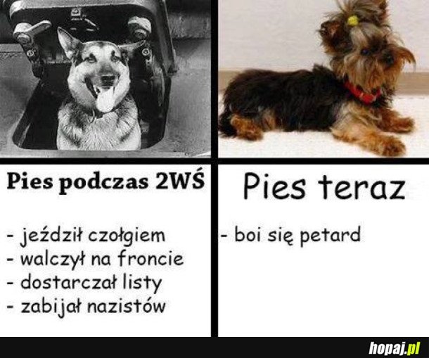 PSY KIEDYŚ I DZIŚ
