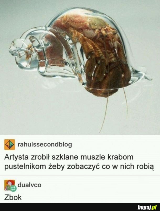 Krab pustelnik
