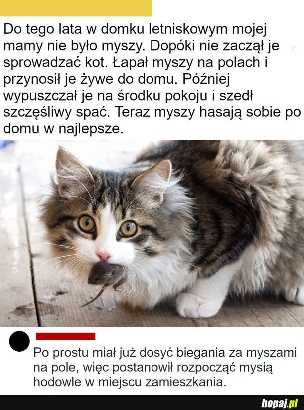 Kitku hodowca