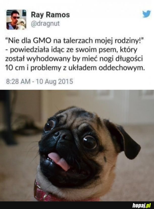 Modyfikacje ech takie zło