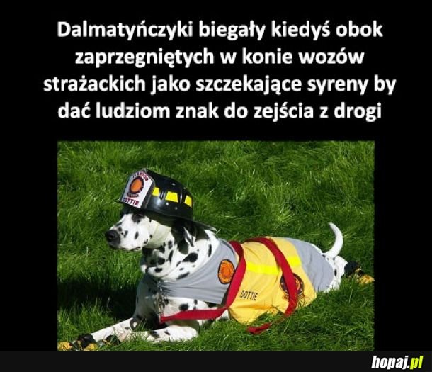 Dalmatyńczyk