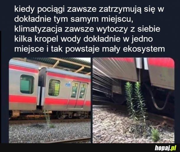 Życie lubi żyć