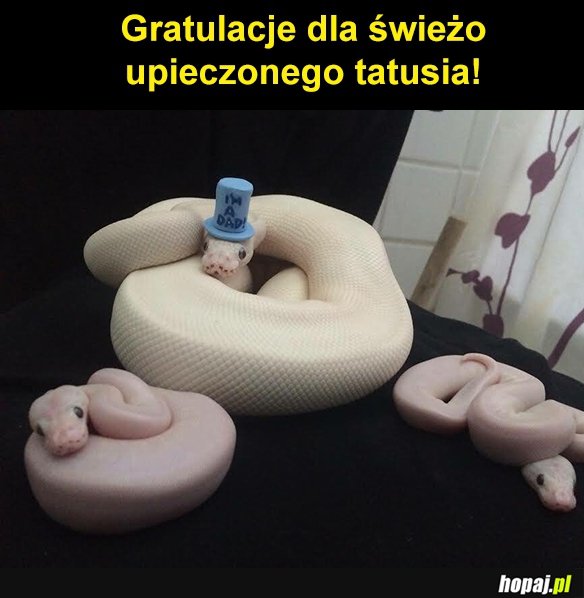 Tatuś