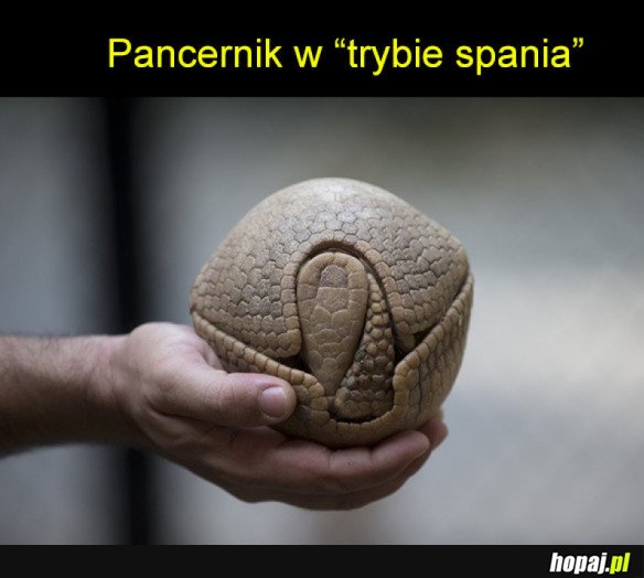Pancernik
