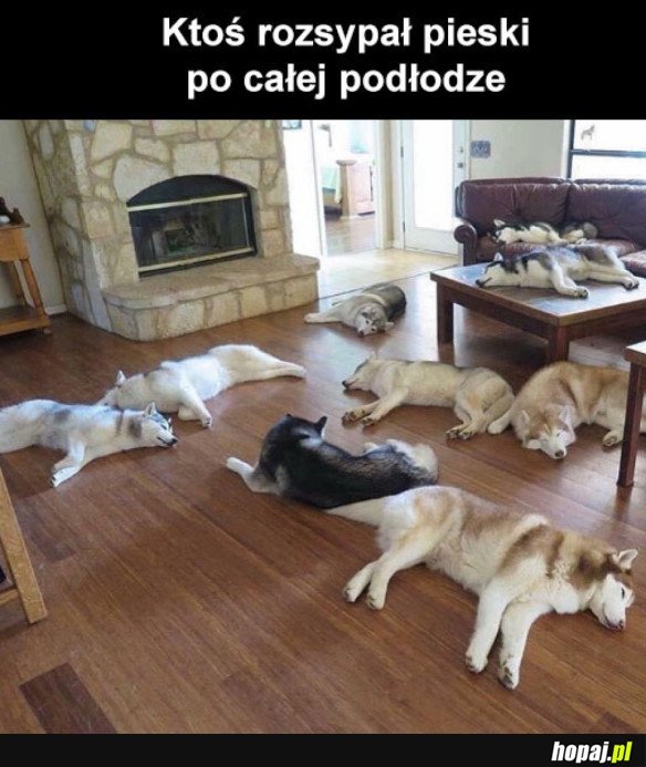 Rozsypane psiaki
