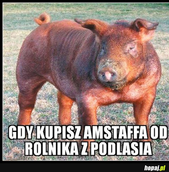 AMSTAF Z PODLASIA