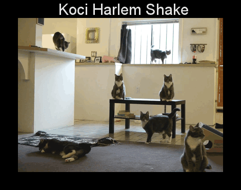 Koci Harlem Shake