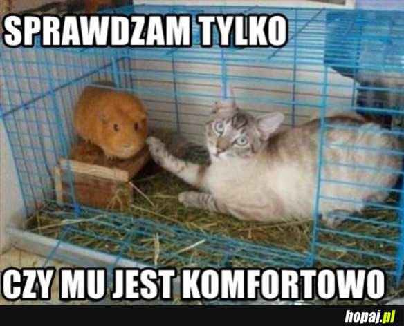 Tylko sprawdzam