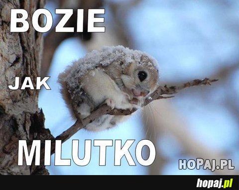 Bozie jak milutko