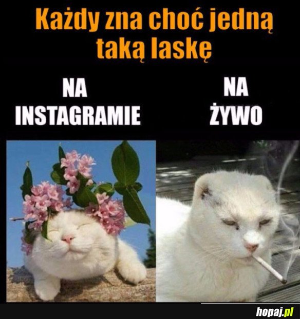 LASKI TAKIE SĄ