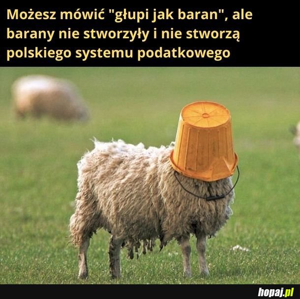 Głupi jak baran