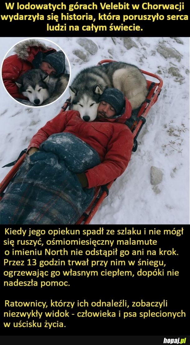 Obraz lojalności, który chwyta za serce