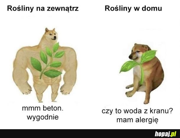 Umierają, bo są zbyt wybredne