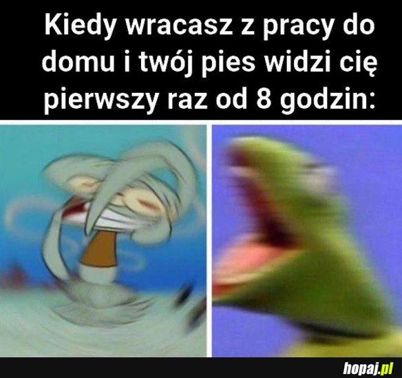 TWÓJ PIES