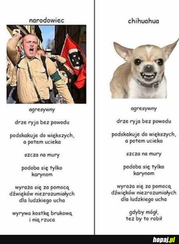 NARODOWIEC VS CHIHUAHUA