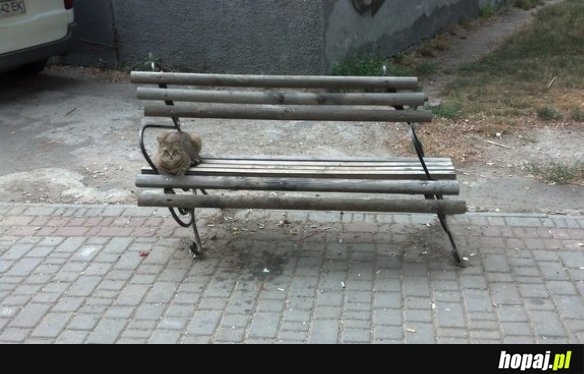 Ciężki kot