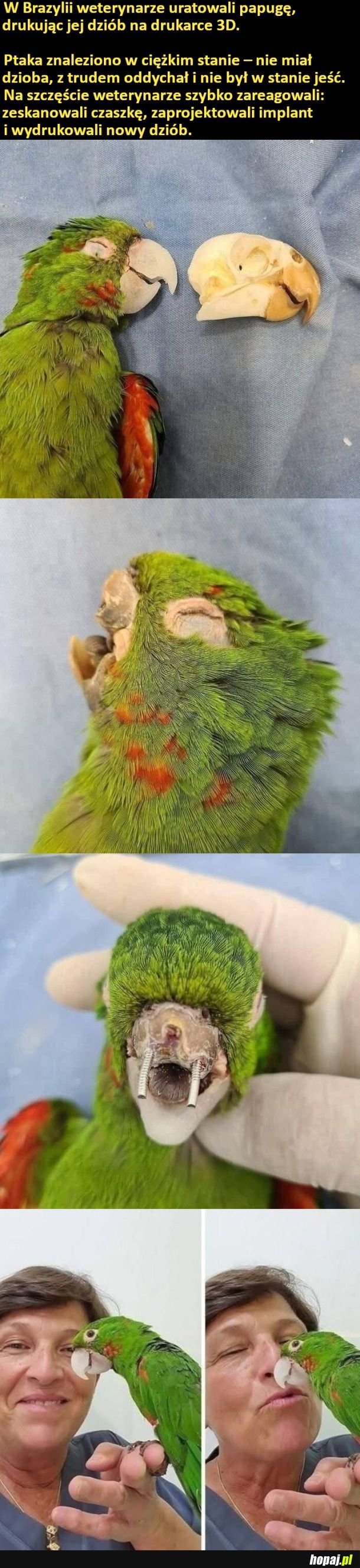 Uratowana papużka