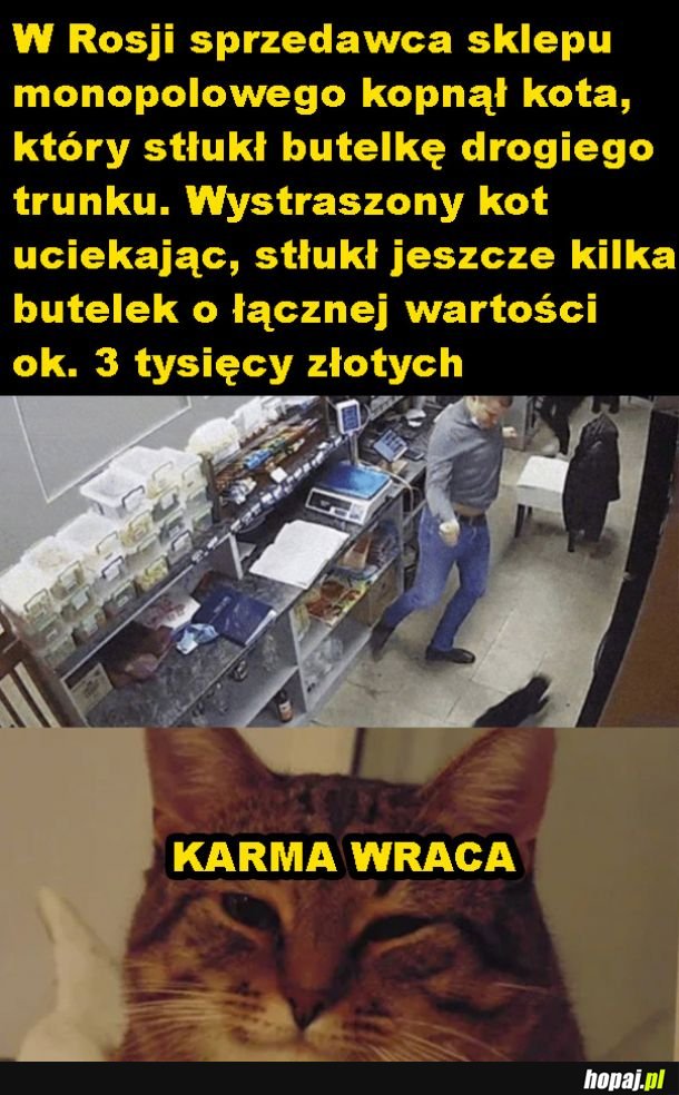 Z kotami się nie zadziera