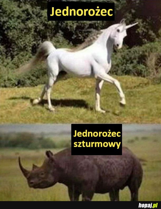 Jednorożec