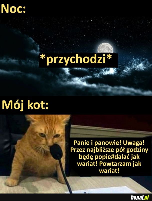 Koty nocą