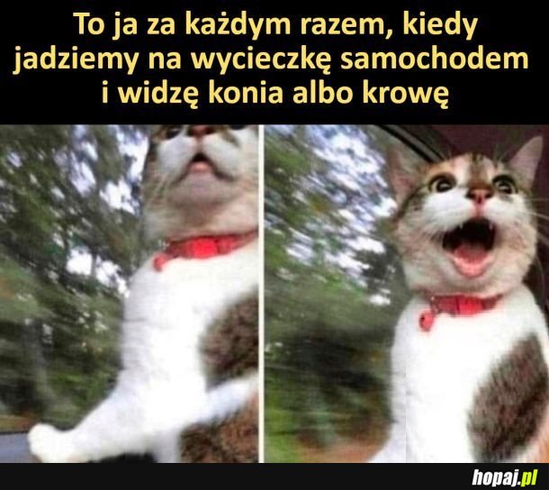 Widoki