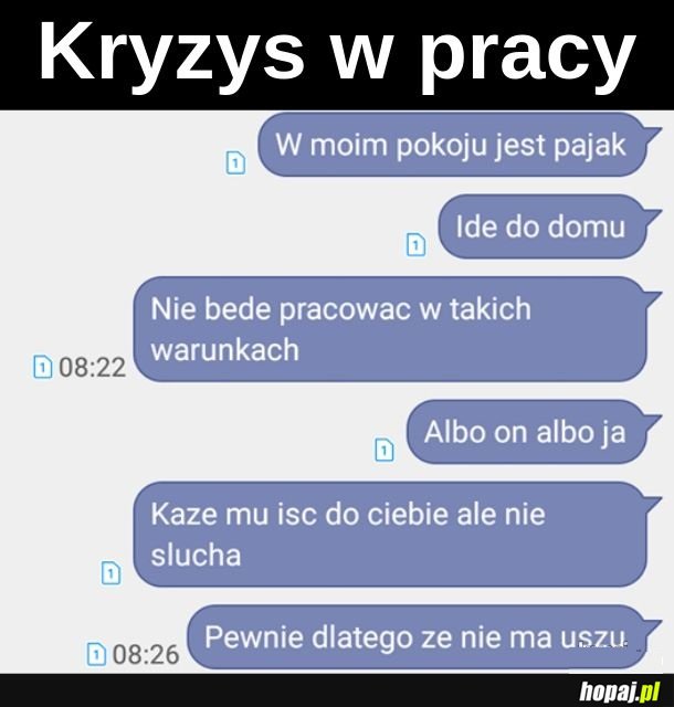 Pająk w pracy