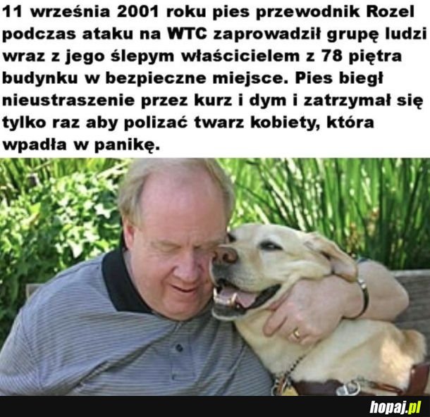Kochany piesław