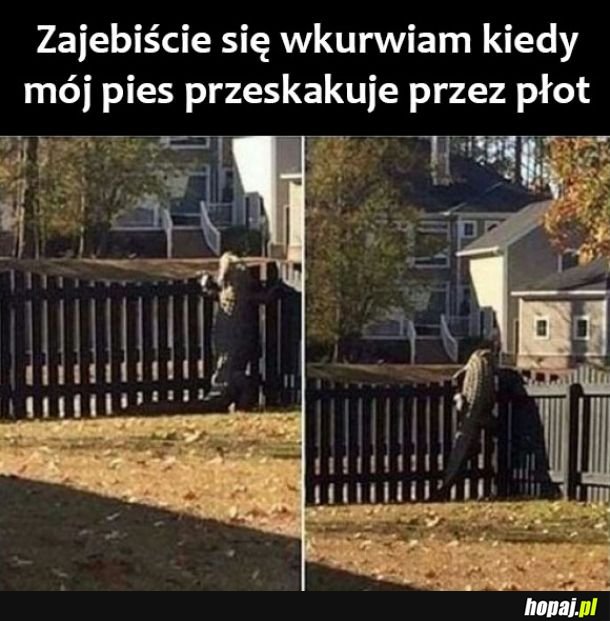 Mój pies