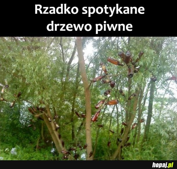 Drzewo piwne