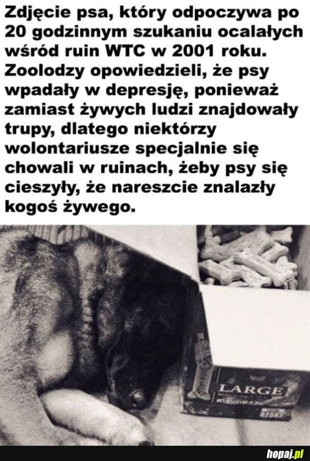 Empatyczne pieski