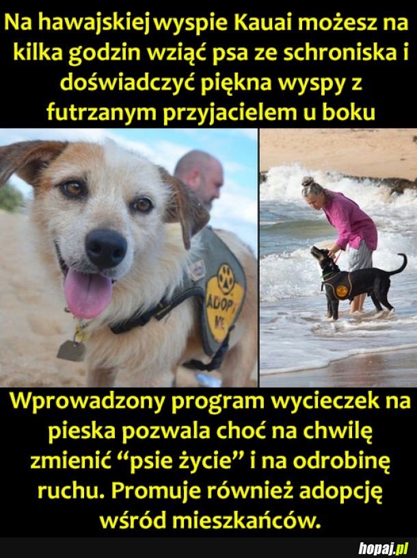 Przygody z piesiem