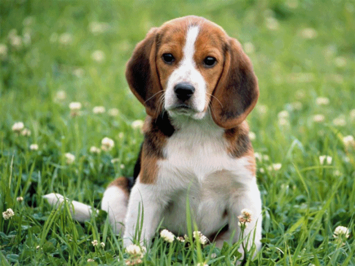 Beagle są słodkie!