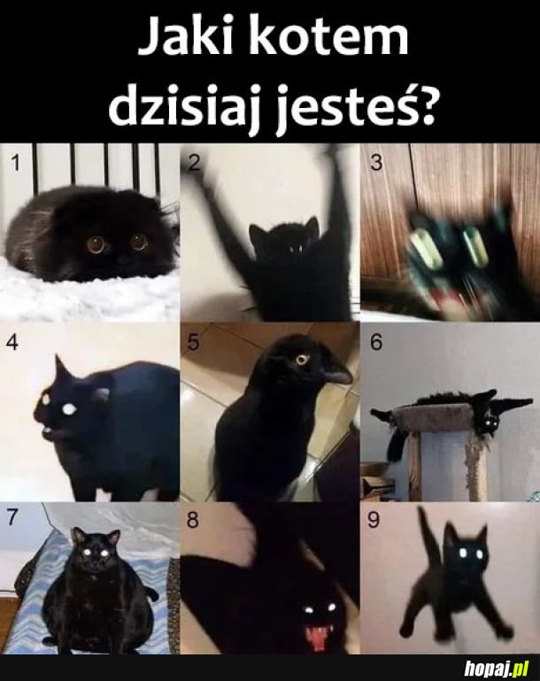Wybierz