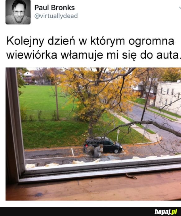 Wiewiór