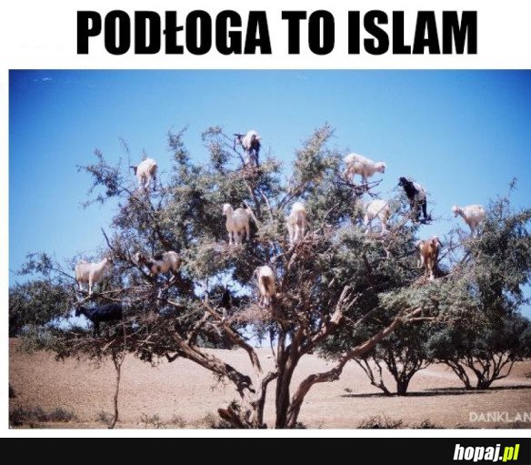 PODŁOGA TO ISLAM