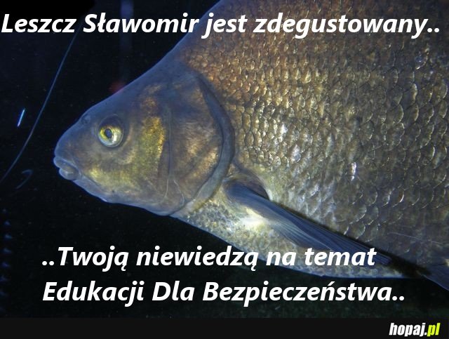 Zdegustowany Leszcz