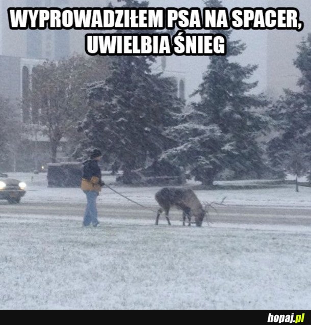 MÓJ PIES UWIELBIA ŚNIEG