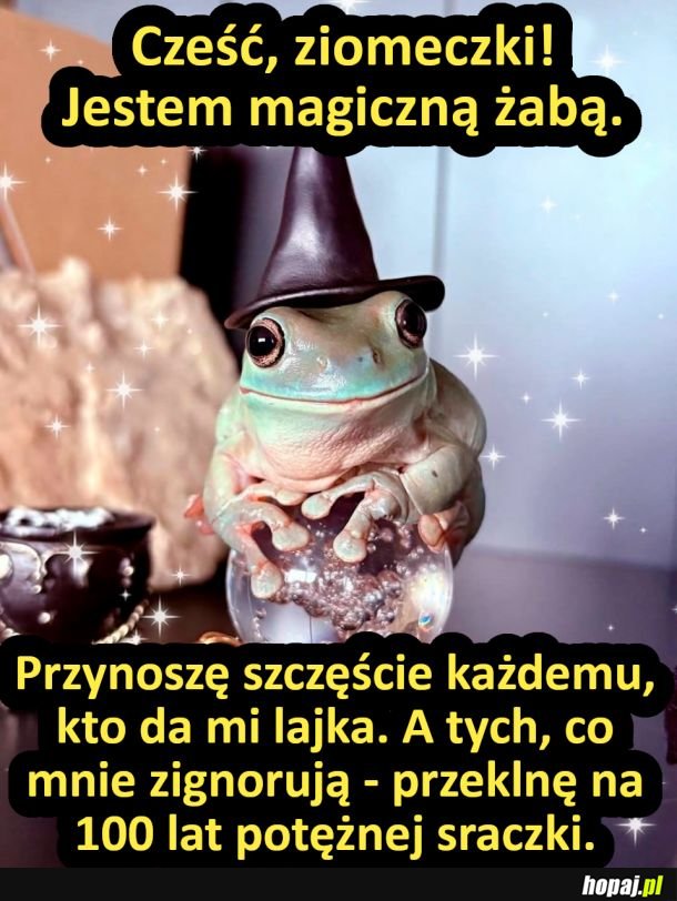 Magic żaba