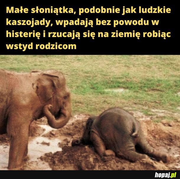 Słoniątka.