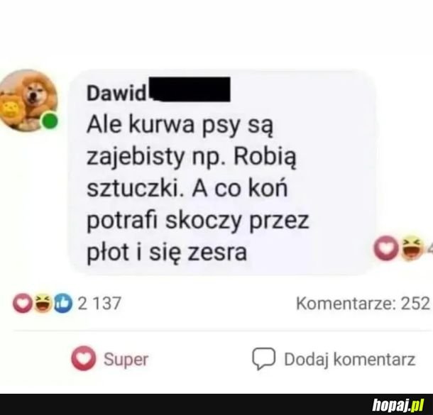 Psy najlepiej