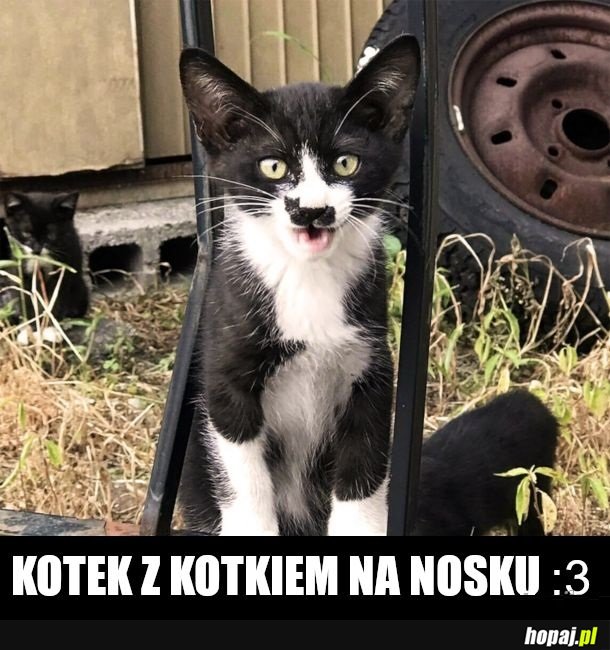 Miał