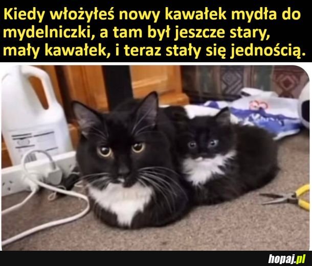 Jedność