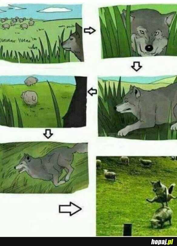 WILK SYTY I OWCA CAŁA