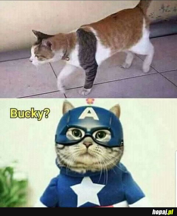 Bucky żyje!