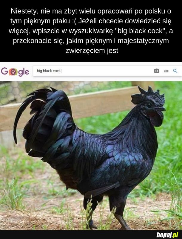 Big black cock 