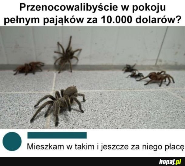 Pajączki 