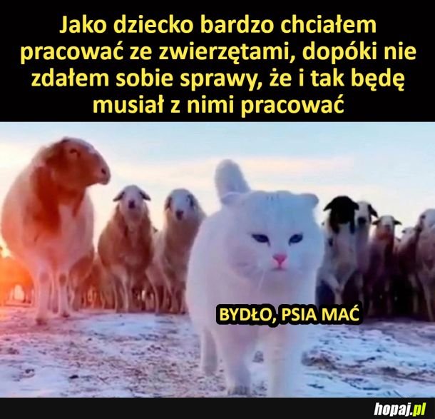 Eh, praca ze zwierzętami